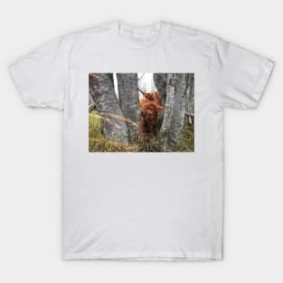 Scottish Highland Cattle Cow and Calf 1582 T-Shirt